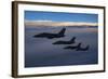 Four Italian Air Force Amx Aircraft Flying over the Tyrrhenian Sea-Stocktrek Images-Framed Photographic Print