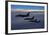 Four Italian Air Force Amx Aircraft Flying over the Tyrrhenian Sea-Stocktrek Images-Framed Photographic Print