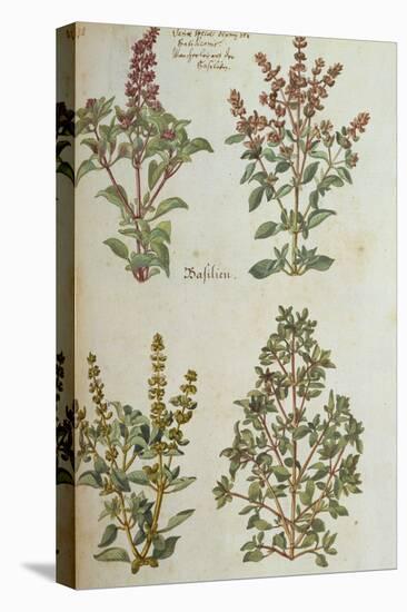 Four Kinds of Basil. from 'Camerarius Florilegium'-Joachim Camerarius-Stretched Canvas