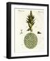 Four Kinds of Monkey-null-Framed Giclee Print