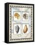 Four Kinds of Shells-Lisa Audit-Framed Stretched Canvas