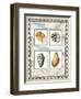 Four Kinds of Shells-Lisa Audit-Framed Giclee Print