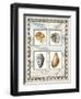 Four Kinds of Shells-Lisa Audit-Framed Giclee Print