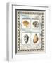 Four Kinds of Shells-Lisa Audit-Framed Giclee Print