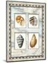 Four Kinds of Shells-Lisa Audit-Mounted Giclee Print