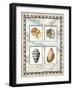 Four Kinds of Shells-Lisa Audit-Framed Giclee Print