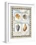 Four Kinds of Shells-Lisa Audit-Framed Giclee Print