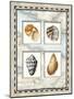 Four Kinds of Shells-Lisa Audit-Mounted Giclee Print