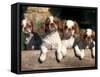 Four King Charles Cavalier Spaniel Puppies with Log-Adriano Bacchella-Framed Stretched Canvas