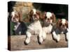 Four King Charles Cavalier Spaniel Puppies with Log-Adriano Bacchella-Stretched Canvas