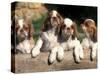 Four King Charles Cavalier Spaniel Puppies with Log-Adriano Bacchella-Stretched Canvas