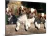 Four King Charles Cavalier Spaniel Puppies with Log-Adriano Bacchella-Mounted Photographic Print