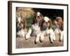 Four King Charles Cavalier Spaniel Puppies with Log-Adriano Bacchella-Framed Photographic Print