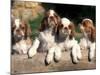 Four King Charles Cavalier Spaniel Puppies with Log-Adriano Bacchella-Mounted Photographic Print