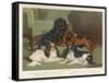 Four King Charles Spaniels One of Each Colour: 1. Blenheim 2. Black and Tan 3. Ruby 4. Tricolour-null-Framed Stretched Canvas
