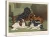 Four King Charles Spaniels One of Each Colour: 1. Blenheim 2. Black and Tan 3. Ruby 4. Tricolour-null-Stretched Canvas