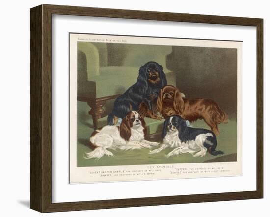 Four King Charles Spaniels One of Each Colour: 1. Blenheim 2. Black and Tan 3. Ruby 4. Tricolour-null-Framed Art Print