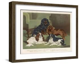 Four King Charles Spaniels One of Each Colour: 1. Blenheim 2. Black and Tan 3. Ruby 4. Tricolour-null-Framed Art Print