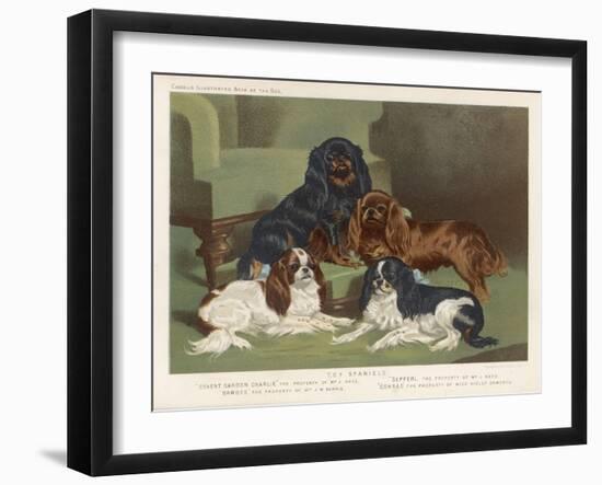 Four King Charles Spaniels One of Each Colour: 1. Blenheim 2. Black and Tan 3. Ruby 4. Tricolour-null-Framed Art Print