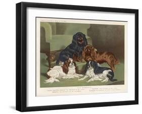 Four King Charles Spaniels One of Each Colour: 1. Blenheim 2. Black and Tan 3. Ruby 4. Tricolour-null-Framed Art Print