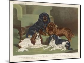 Four King Charles Spaniels One of Each Colour: 1. Blenheim 2. Black and Tan 3. Ruby 4. Tricolour-null-Mounted Art Print