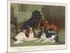 Four King Charles Spaniels One of Each Colour: 1. Blenheim 2. Black and Tan 3. Ruby 4. Tricolour-null-Mounted Art Print