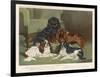 Four King Charles Spaniels One of Each Colour: 1. Blenheim 2. Black and Tan 3. Ruby 4. Tricolour-null-Framed Art Print