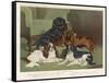 Four King Charles Spaniels One of Each Colour: 1. Blenheim 2. Black and Tan 3. Ruby 4. Tricolour-null-Framed Stretched Canvas