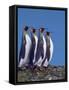 Four King Penguins in a Mating Ritual March, South Georgia Island-Charles Sleicher-Framed Stretched Canvas