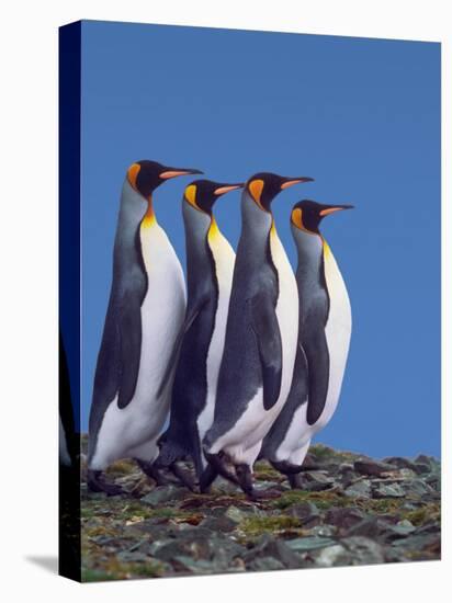 Four King Penguins in a Mating Ritual March, South Georgia Island-Charles Sleicher-Stretched Canvas