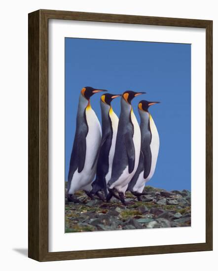 Four King Penguins in a Mating Ritual March, South Georgia Island-Charles Sleicher-Framed Photographic Print