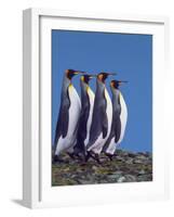 Four King Penguins in a Mating Ritual March, South Georgia Island-Charles Sleicher-Framed Photographic Print