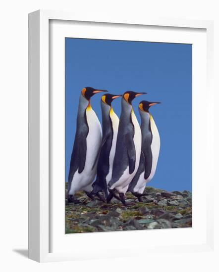 Four King Penguins in a Mating Ritual March, South Georgia Island-Charles Sleicher-Framed Photographic Print