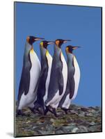 Four King Penguins in a Mating Ritual March, South Georgia Island-Charles Sleicher-Mounted Photographic Print