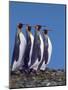 Four King Penguins in a Mating Ritual March, South Georgia Island-Charles Sleicher-Mounted Photographic Print