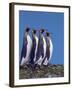 Four King Penguins in a Mating Ritual March, South Georgia Island-Charles Sleicher-Framed Photographic Print
