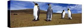 Four King Penguins Standing on a Landscape, Falkland Islands-null-Stretched Canvas