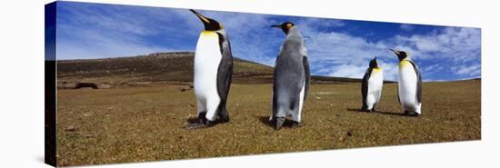 Four King Penguins Standing on a Landscape, Falkland Islands-null-Stretched Canvas