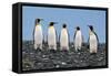 Four King Penguins-Howard Ruby-Framed Stretched Canvas