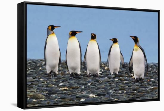 Four King Penguins-Howard Ruby-Framed Stretched Canvas