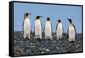 Four King Penguins-Howard Ruby-Framed Stretched Canvas