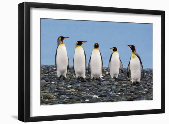 Four King Penguins-Howard Ruby-Framed Premium Photographic Print