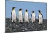 Four King Penguins-Howard Ruby-Mounted Premium Photographic Print