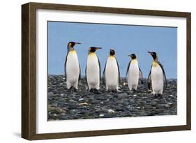 Four King Penguins-Howard Ruby-Framed Photographic Print