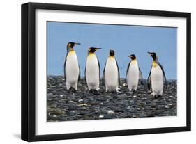 Four King Penguins-Howard Ruby-Framed Photographic Print