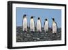 Four King Penguins-Howard Ruby-Framed Photographic Print