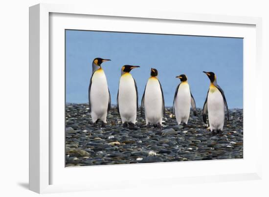 Four King Penguins-Howard Ruby-Framed Photographic Print