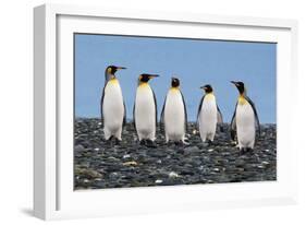 Four King Penguins-Howard Ruby-Framed Photographic Print