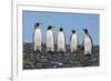 Four King Penguins-Howard Ruby-Framed Photographic Print