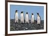 Four King Penguins-Howard Ruby-Framed Photographic Print